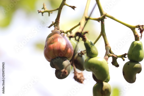 Ripening Cashew Apple with Attached Nut Hanging Beautifully from Tree Branch During Summer