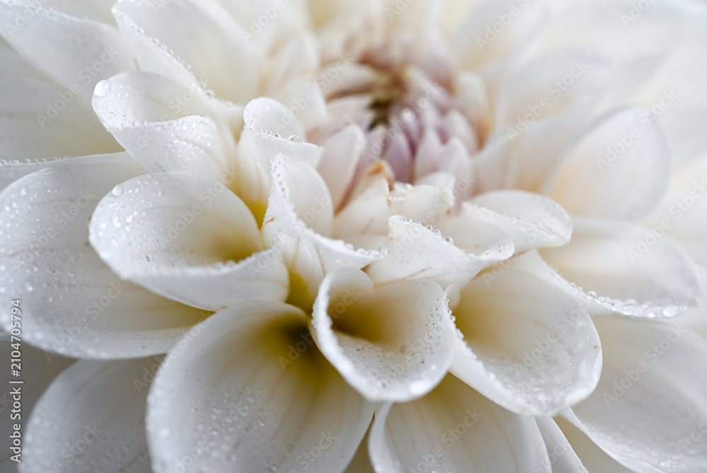 Obraz premium Light White and Pink and Yellow Dahlia Flower Close up