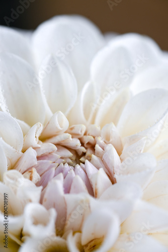 Light White and Pink and Yellow Dahlia Flower Close up