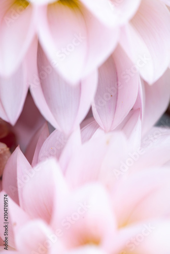 Close up of Light Pink Dahlia Flower Petals