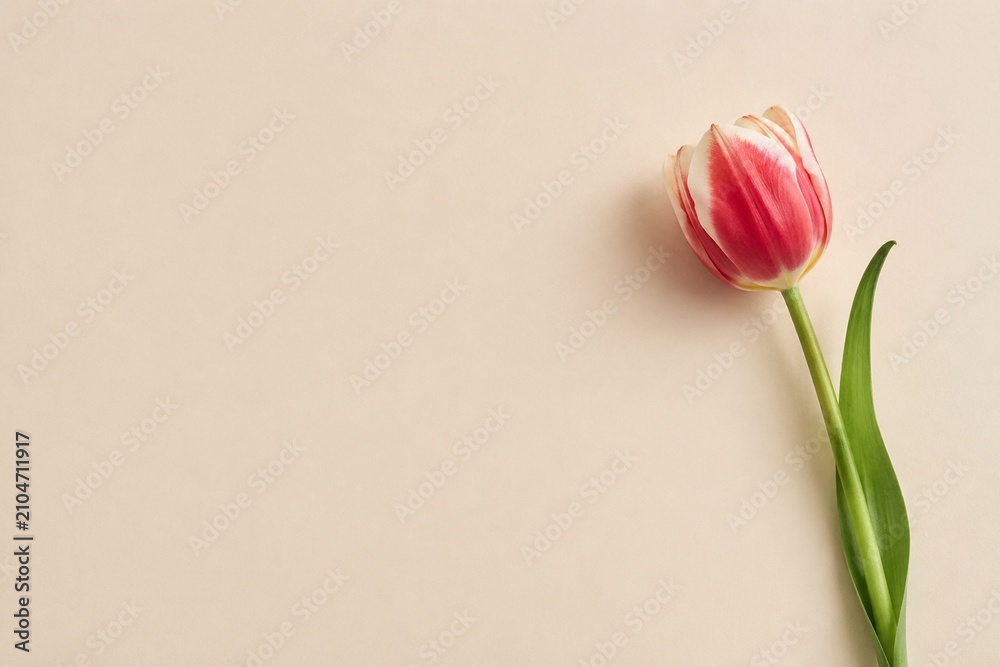 Fototapeta premium A single tulip flower on a beige background, presented in a top view with selective focus.