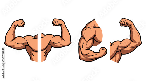Set of muscular arm illustrations showing bodybuilding poses.
