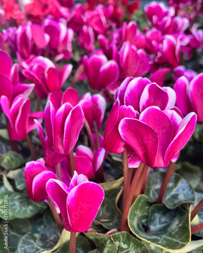 Foto Pink Cyclamen Flowers Blooming in a Garden Bed