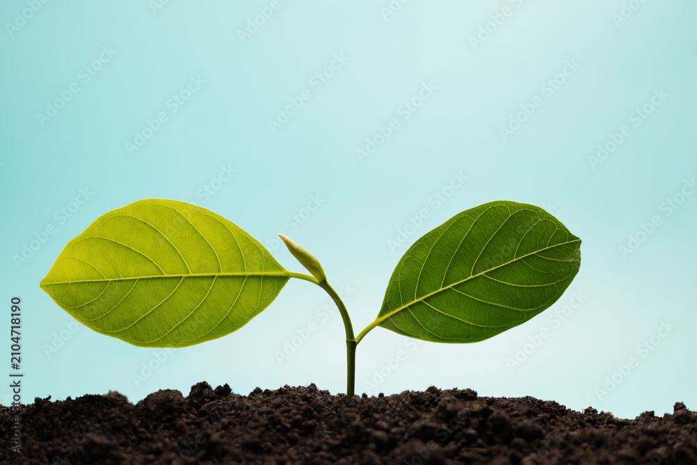 Fototapeta premium Young green plant growing from soil under blue sky representing nature growth