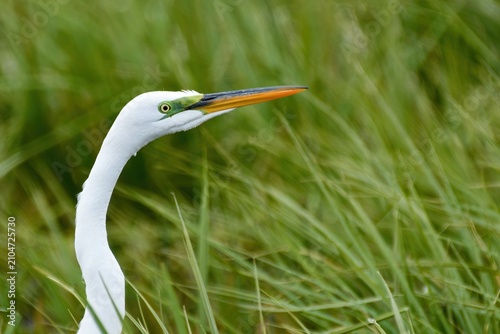 Fotografie Closeup of a great egret in breeding colors, with green grass background