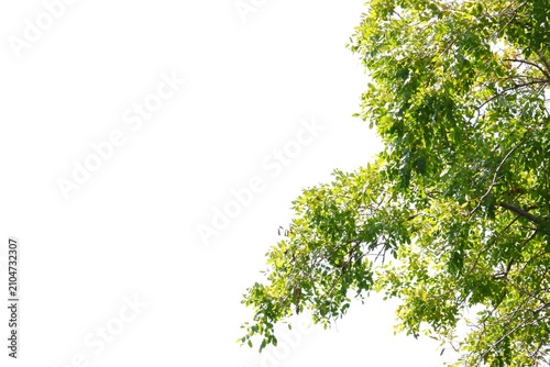 A tropical tree with leaves branches on white isolated background for green foliage backdrop 