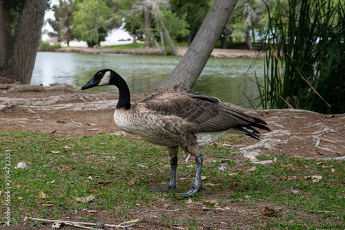 Obraz na plátně A goose walking near a lake