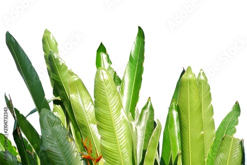 A bird of paradise leaves on white isolated background for green foliage backdrop 