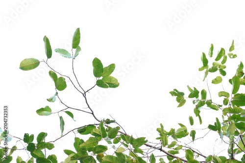 A tropical tree with leaves branches on white isolated background for green foliage backdrop 