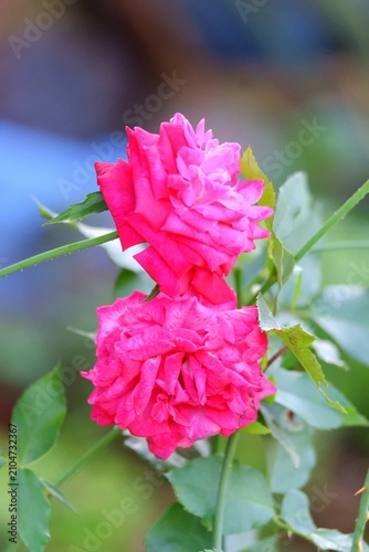 Close up sweet pink roses blossom in a garden with blurred green nature background 