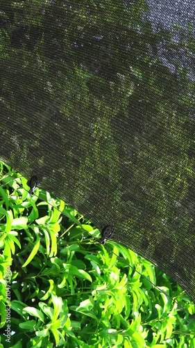 Close Up of Black Sunshade Net with Plastic Clips Swaying in the Wind