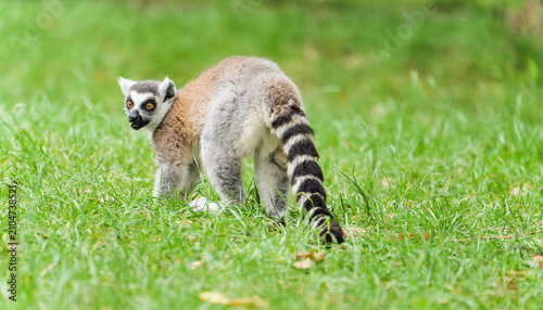 Konstfotografi A ring-tailed lemur walking on the grass glances back