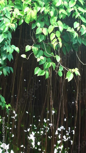 Vertical Shot of Hanging Vines and Green Leaves Swaying Gently