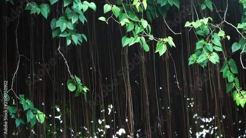Hanging Vines and Green Leaves Swaying Gently in the Wind