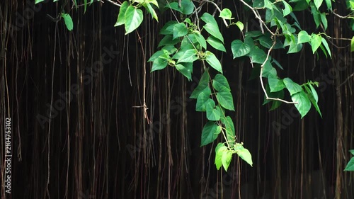 Hanging Vines and Green Leaves Swaying Gently in the Wind