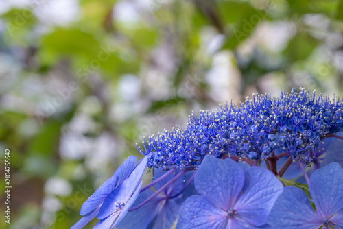 鮮やかな青いアジサイの花 Close-up