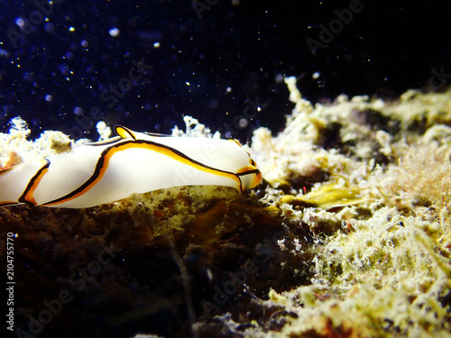 Photography Beautiful mixture of black,white and yellow nudibranch found in Tioman Island