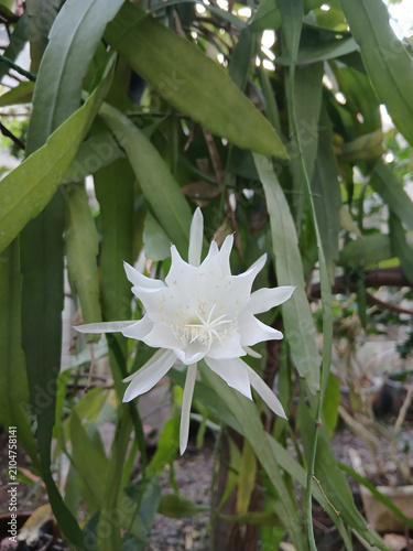 Queen of the Night Flower Blooming in Tropical Garden