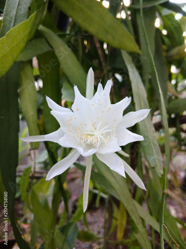 Queen of the Night Flower Blooming in Tropical Garden