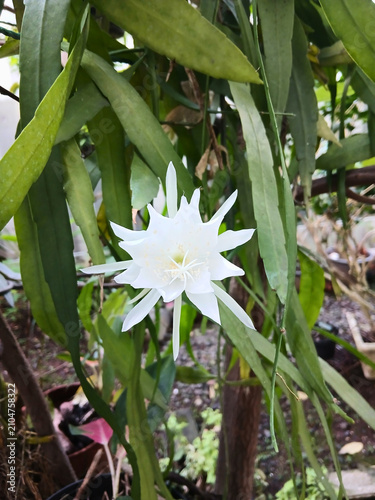 Queen of the Night Flower Blooming in Tropical Garden