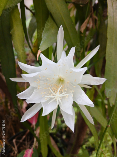 Queen of the Night Flower Blooming in Tropical Garden