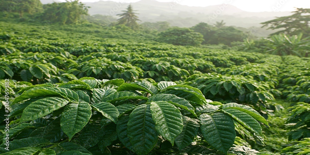 Obraz premium Lush green coffee plantation on a misty morning, showcasing rows of vibrant plants with rolling hills in the background
