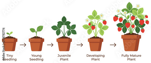 Fotografía Strawberry plant growth stages from seedling to mature fruiting plant