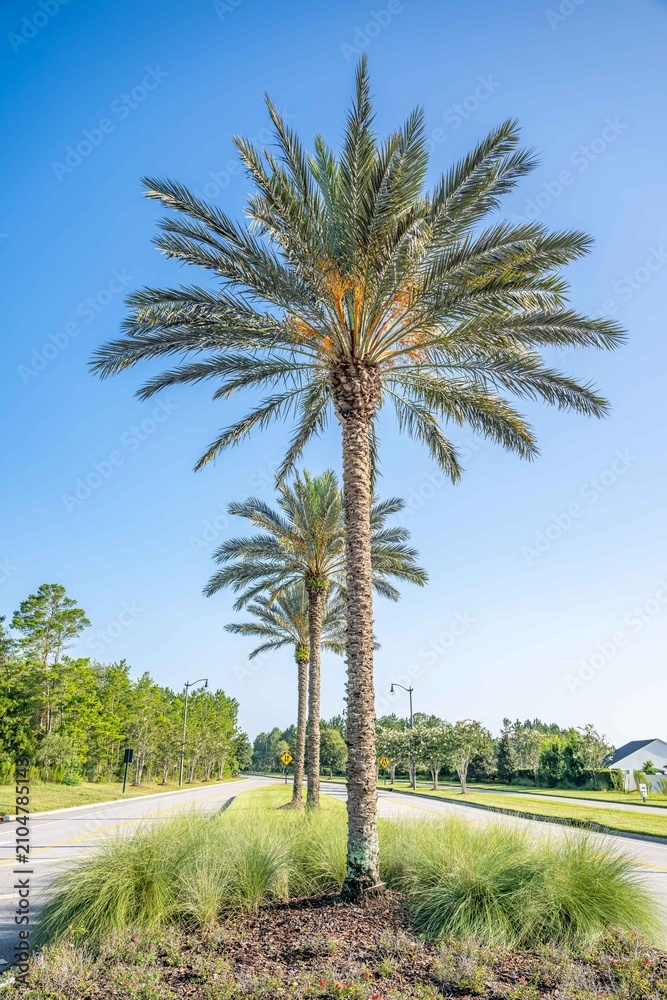Fototapeta premium landscaping