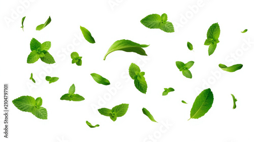 green leaves isolated on a white background