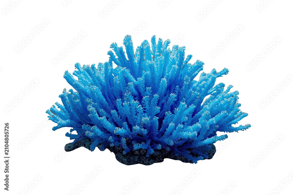 Obraz premium Bright blue coral featuring intricate branching polyps, a sea organism living in a reef habitat, with transparent background