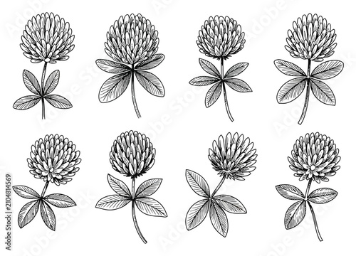 Cuadro en lienzo Conjunto de flores de trébol dibujadas a mano en blanco y negro