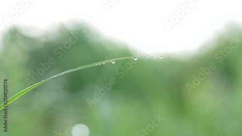 朝露にぬれた草の葉ときらめく水滴、初夏の朝の清々しさを感じる自然の景色