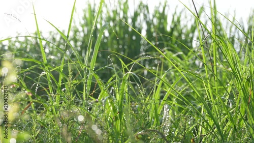 静かな初夏の朝、草の葉を濡らす朝露の雫が光を受けて輝く美しい自然景観