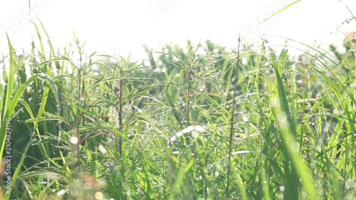 やわらかな朝日を浴びて宝石のように輝く雫、朝露に包まれた初夏の草むら
