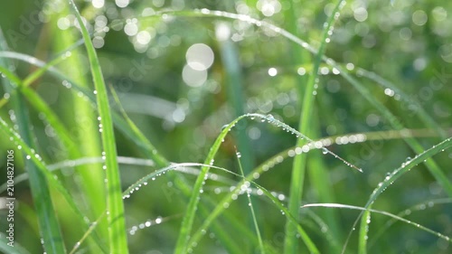 爽やかな初夏の朝に輝く朝露の水滴、みずみずしい緑の草を捉えたクローズアップ
