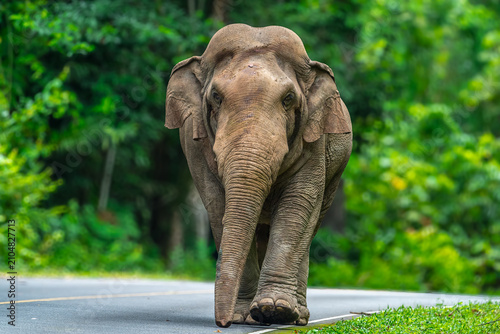 Fotografía Its body is gray, its snout is called the trunk