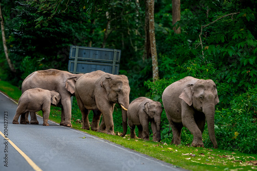 Foto Its body is gray, its snout is called the trunk