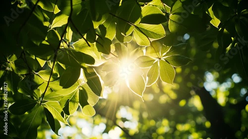 Sunlight Shining Through Green Leaves in Forest Canopy