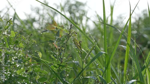 初夏の朝日に照らされて輝く朝露の雫、美しい緑の草原を彩る爽やかな自然風景