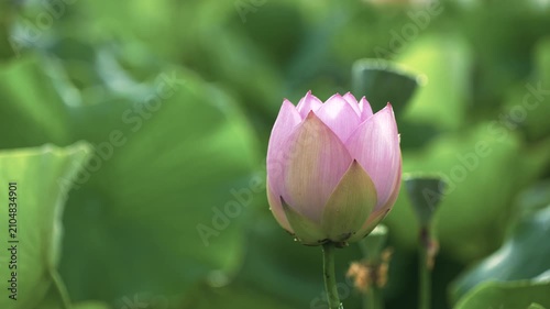 暗い緑の背景に浮かぶ美しいピンクの蓮の花
