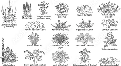 Bild auf Leinwand Perennial Garden Plant CAD Vector Collection with Botanical Line Art Illustratio