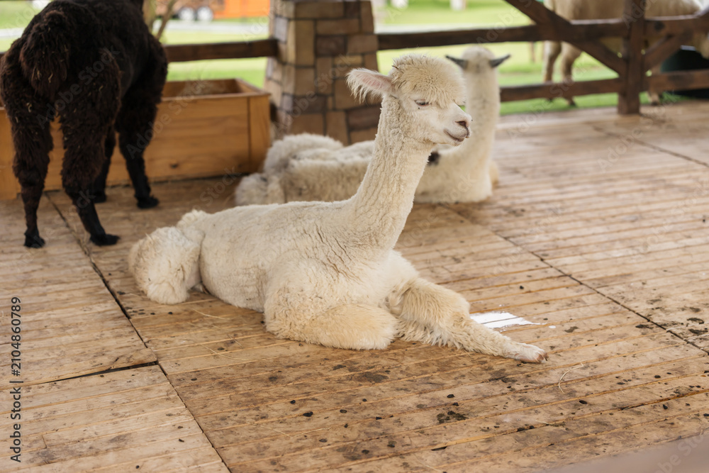 Fototapeta premium alpaca resting in its cot