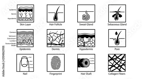 фотографія Human skin anatomy and integumentary system icon set