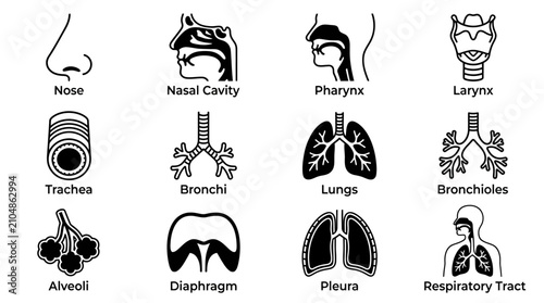 Konstfotografi Respiratory system anatomy icons showing lungs and airways