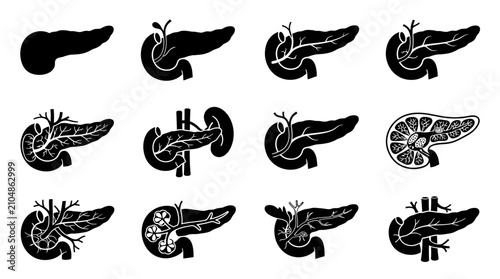 Cuadro en lienzo Human pancreas anatomical icon set showing internal organ structure