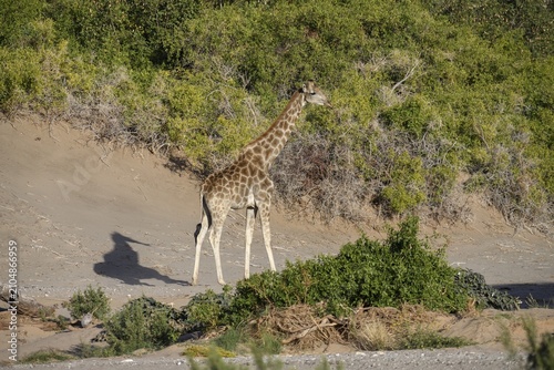 Angola giraffe (Giraffa camelopardalis angolensis) in the Hoanib dry river, Kaokoveld, Kunene region, Namibia
