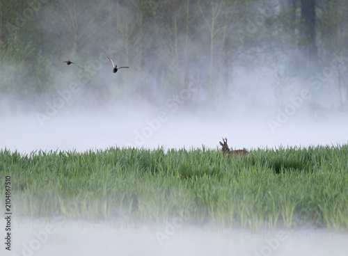 Roe deer (Capreolus capreolus), roe buck in winter coat, winter cover standing in a wet meadow, in a wetland biotope at a lake, morning mist, fog, wildlife, Lower Saxony, Germany
