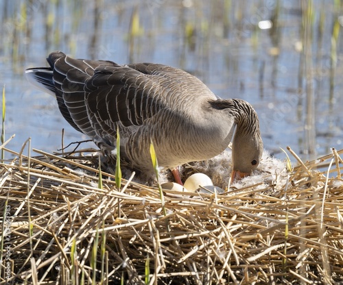 Greylag goose (Anser anser) standing on the nest and turning the eggs, Lower Saxony, Germany