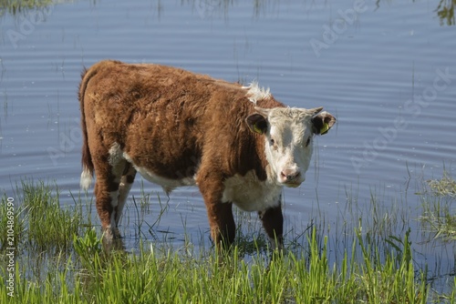 Domestic cattle or cow (Bos taurus) adult farm animal standing in water of a river, England, United Kingdom