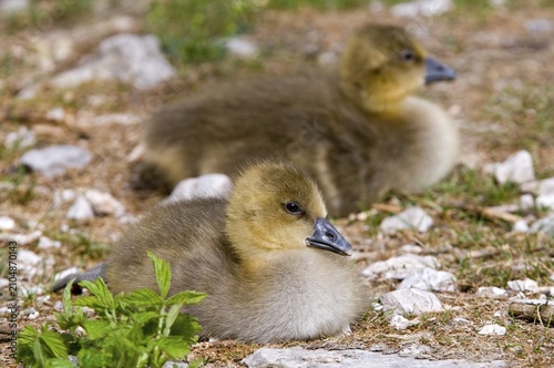 Two Greylag Geese (Anser anser), fledglings
